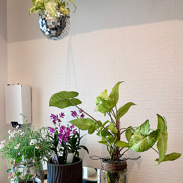 miiis.greenさんの実例写真