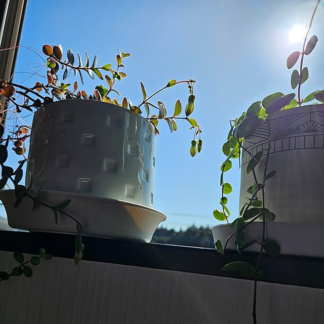 棚/多肉植物寄せ植え/センスない/いつまでたっても初心者/名前は(-ω- ?)...などのインテリア実例 - 2024-03-21 06:41:45