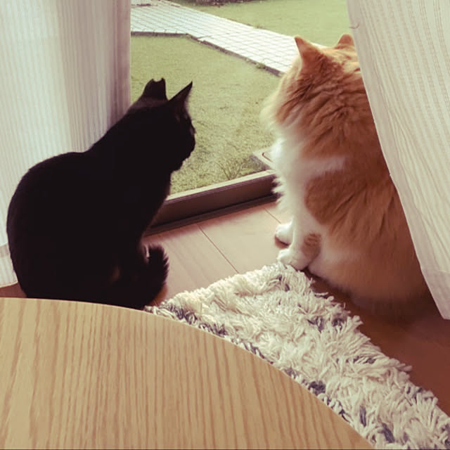 junさんの実例写真