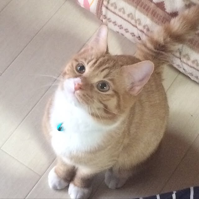 CATさんの実例写真