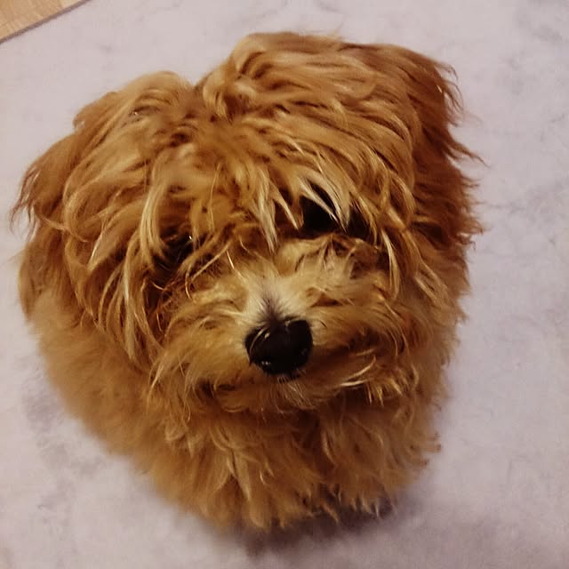 macoさんの実例写真