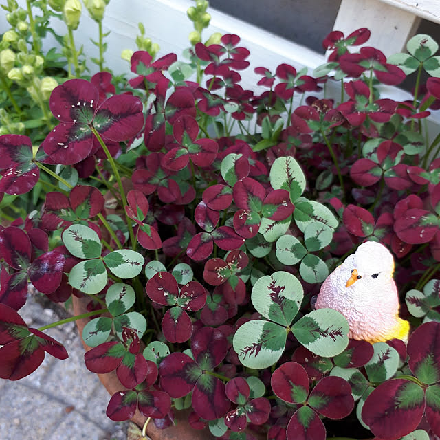 min_nimさんの実例写真