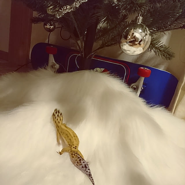 nijintieloveさんの実例写真