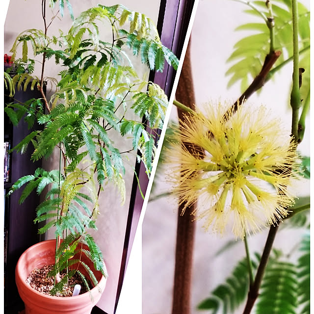 mimi828さんの実例写真