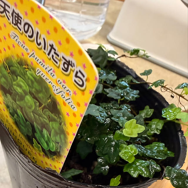 cotaさんの部屋