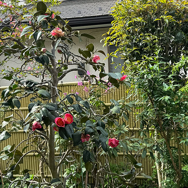 mamizaさんの部屋