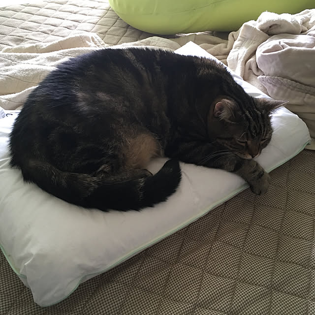 mikomaruさんの実例写真