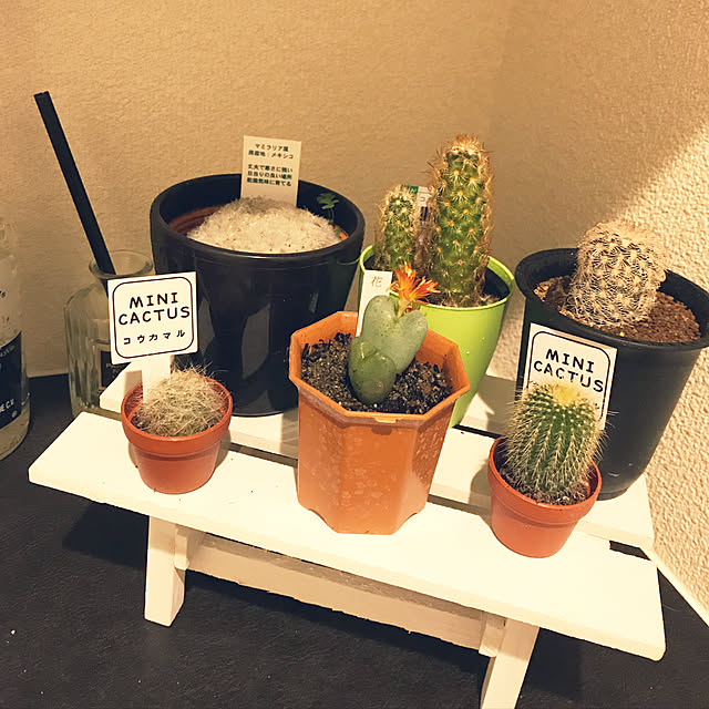 玄関/入り口/仙人掌♡/一人暮らし/観葉植物/100均のインテリア実例 - 2017-10-17 23:06:22