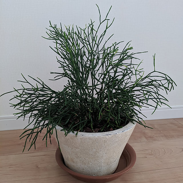 kanaさんの実例写真