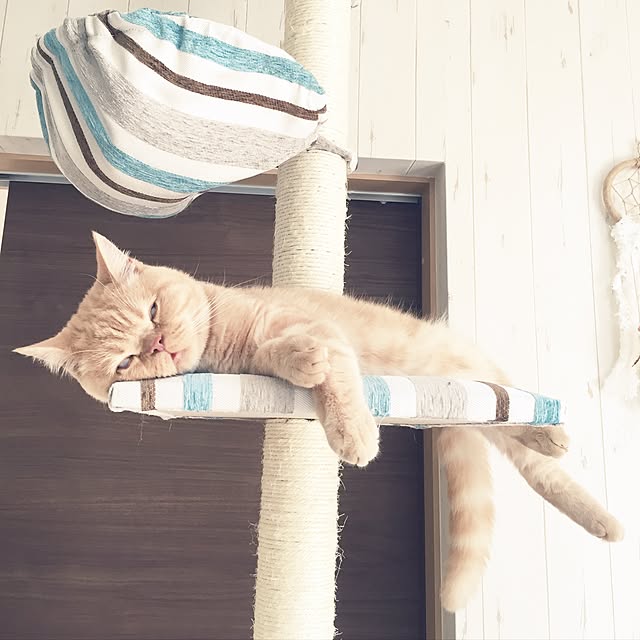 cocoさんの実例写真
