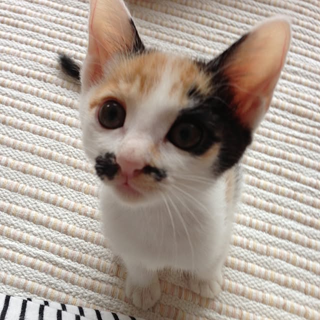 Kinanさんの実例写真