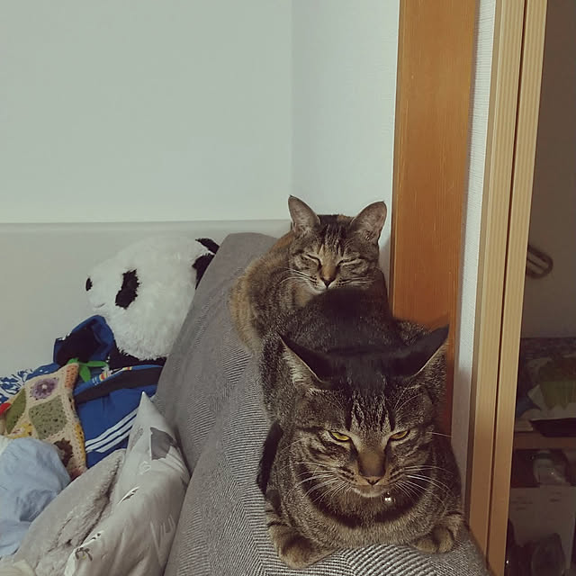 kogekogeさんの実例写真