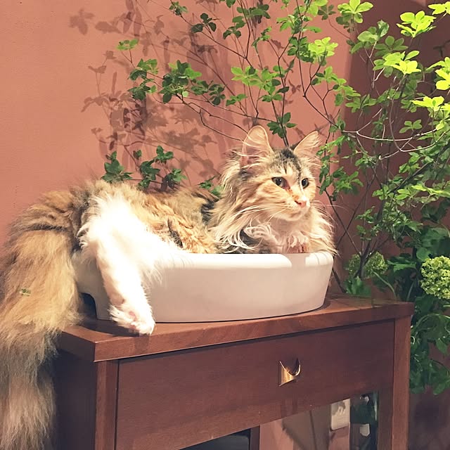 decorameowさんの実例写真