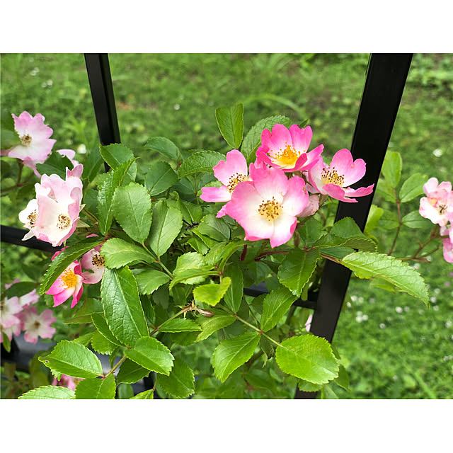 emishiraishiさんの実例写真