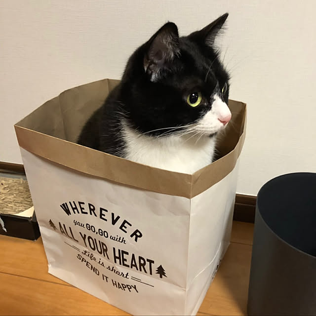 紙袋/セリア/猫/ねこのいる日常/ねこと暮らす...などのインテリア実例 - 2019-07-22 23:24:39