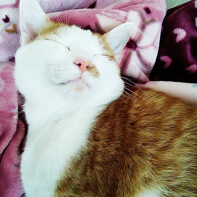 pouさんの実例写真