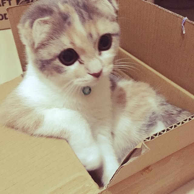 tityさんの実例写真