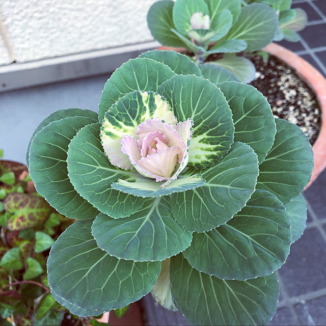 ckさんの実例写真