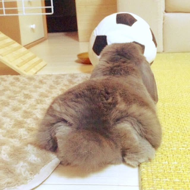 calminさんの実例写真