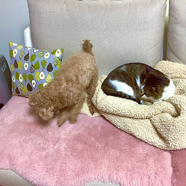 haruminさんの実例写真