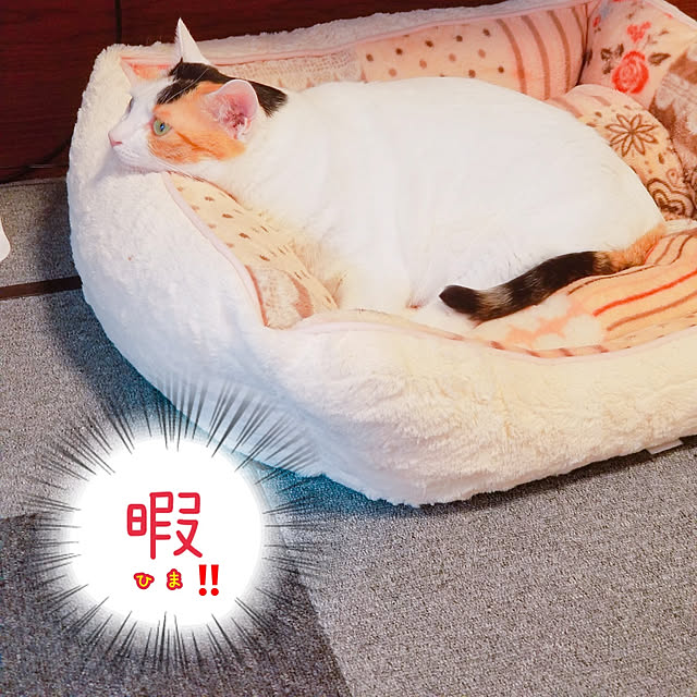 HOTARU.catさんの実例写真