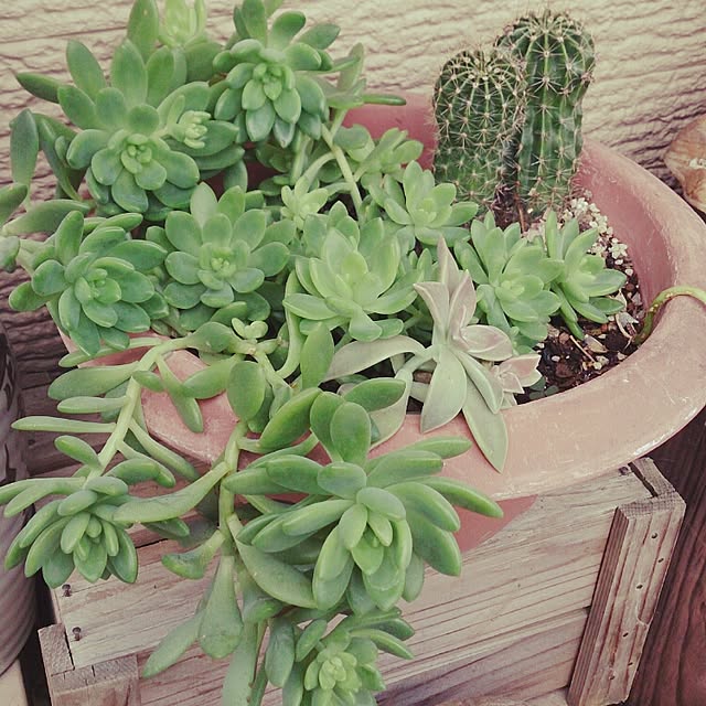 shizuさんの実例写真