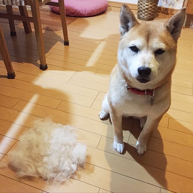 shizu2380さんの部屋