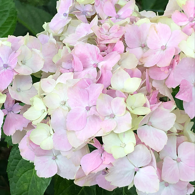 mirukuさんの実例写真