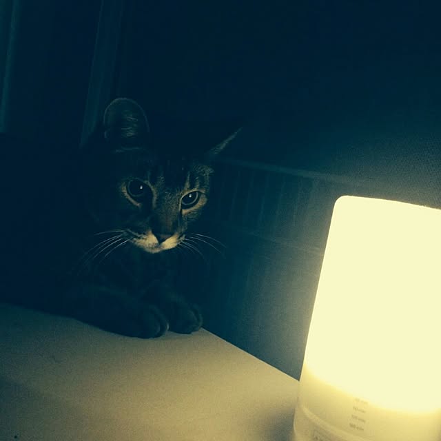 hiromiさんの実例写真