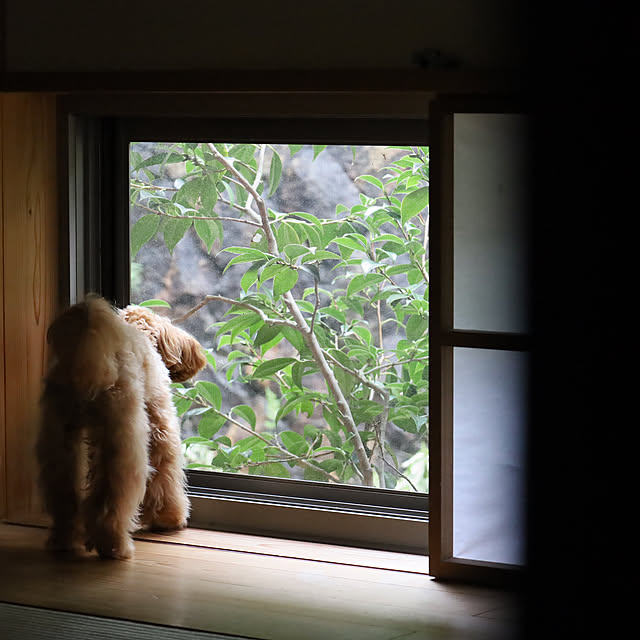 sugomoliさんの実例写真