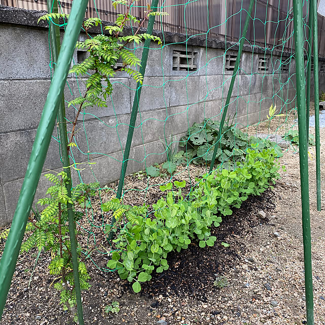 makokoさんの実例写真