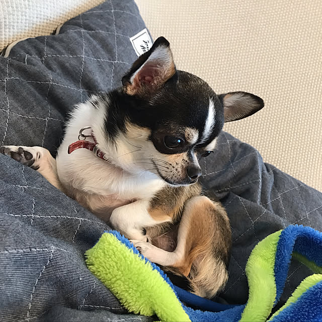 miiさんの実例写真