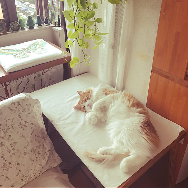 uchidaizuさんの実例写真