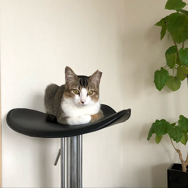 nekomiさんの実例写真