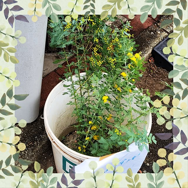 mimi828さんの実例写真