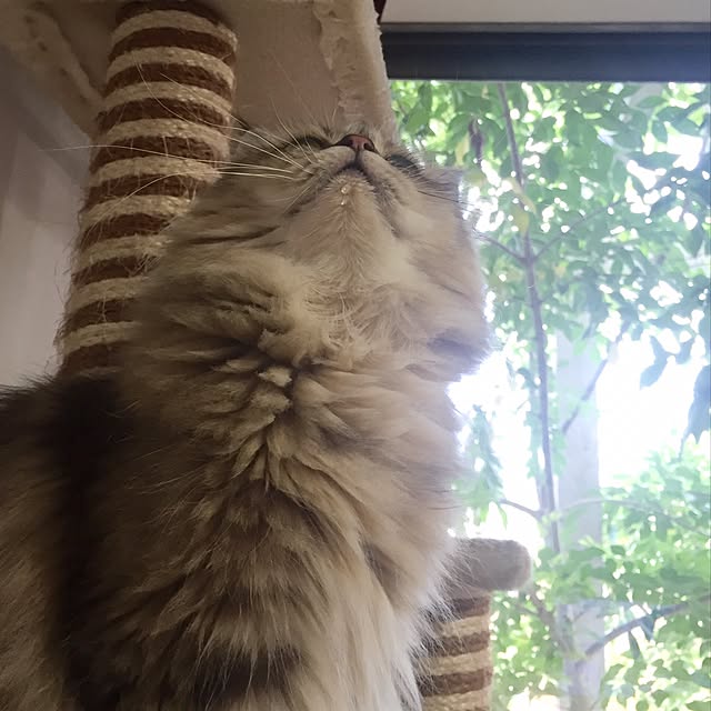 butachanさんの実例写真