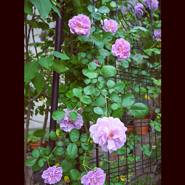 aromameさんの実例写真