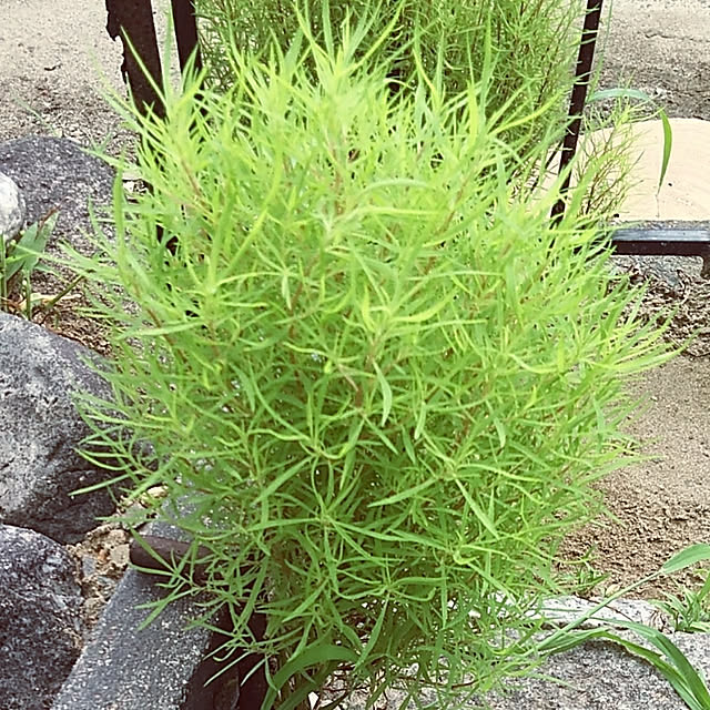 satoさんの実例写真