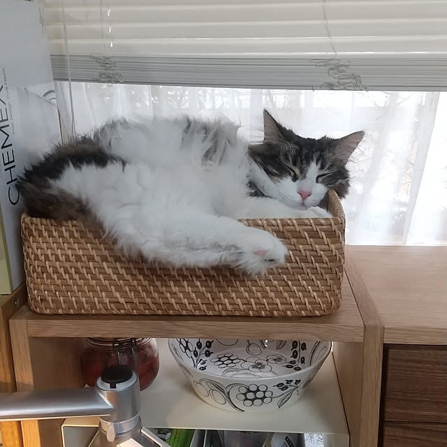 実例写真