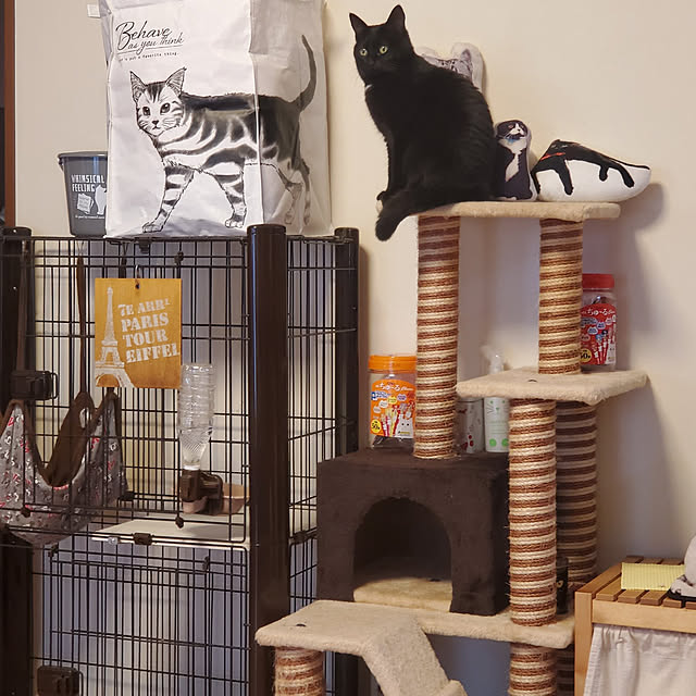 ねこと暮らす/リビング/猫/キャットタワー/猫グッズ...などのインテリア実例 - 2021-08-04 23:12:26