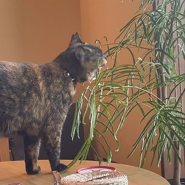 noraさんの実例写真