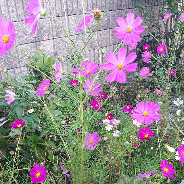 min_nimさんの実例写真