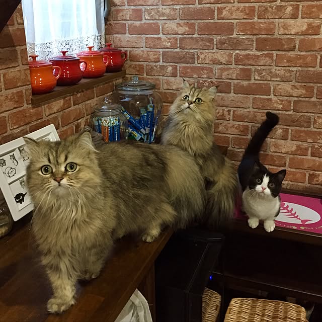 butachanさんの実例写真