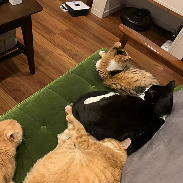 mikeume7さんの実例写真