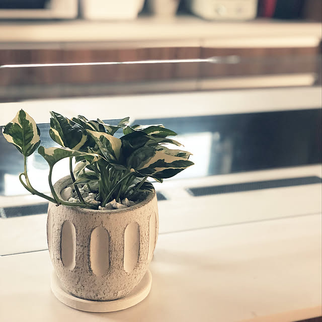 観葉植物/ナチュラル/アンティーク/レトロ/雑貨...などのインテリア実例 - 2019-05-09 22:49:13