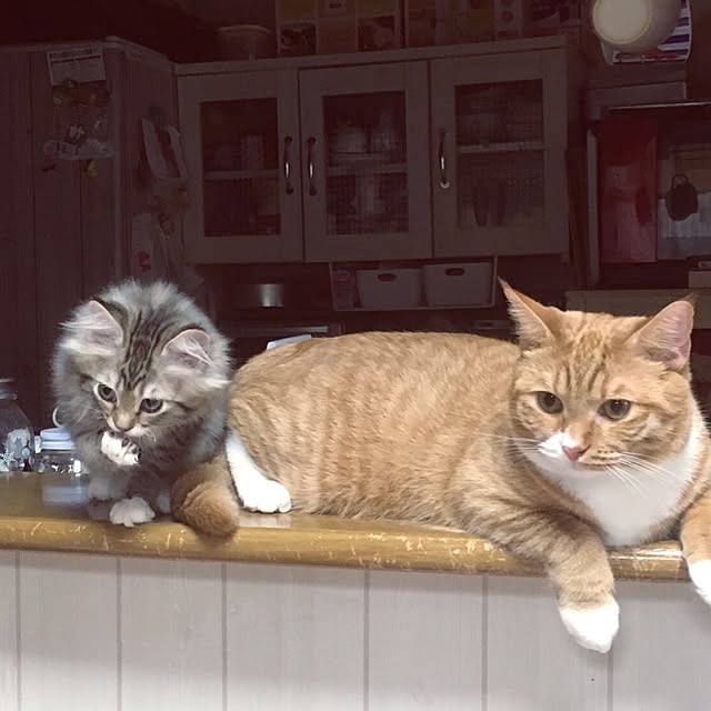 CATさんの実例写真