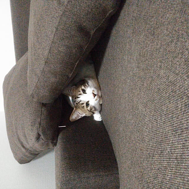 mamiさんの実例写真