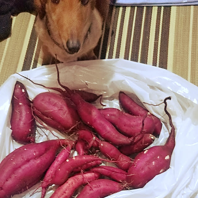 H.Sさんの実例写真