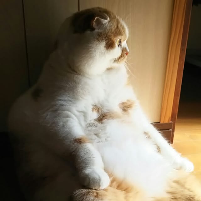 panchobiさんの実例写真