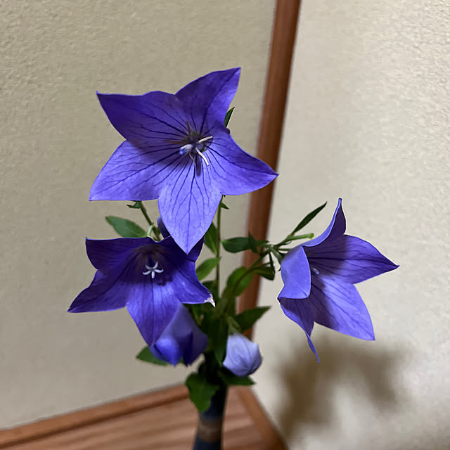 sakakenさんの実例写真